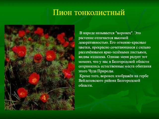Пион тонколистный В народе называется "воронец". Это растение отличается высокой декоративностью. Его