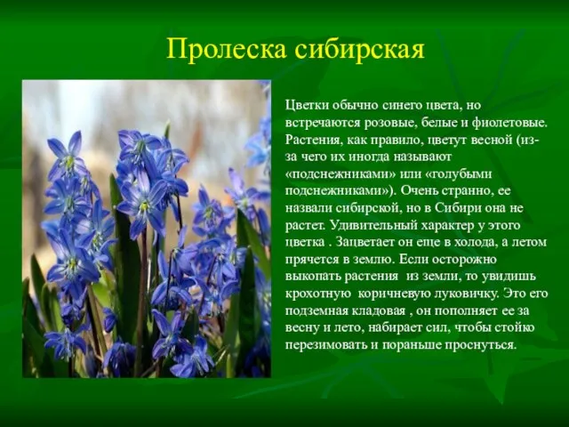 Пролеска сибирская Цветки обычно синего цвета, но встречаются розовые, белые и фиолетовые.