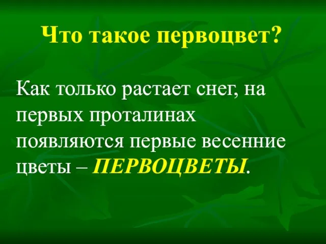 Что такое первоцвет? Как только растает снег, на первых проталинах появляются первые весенние цветы – ПЕРВОЦВЕТЫ.