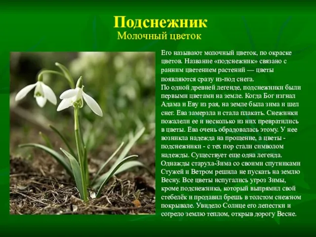 Подснежник Его называют молочный цветок, по окраске цветов. Название «подснежник» связано с