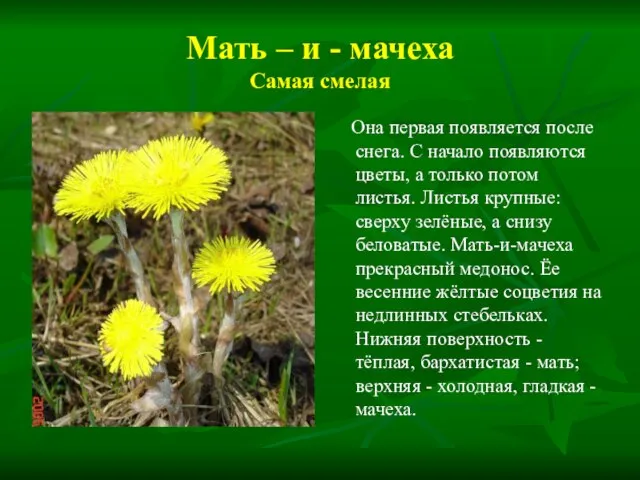 Мать – и - мачеха Самая смелая Она первая появляется после снега.