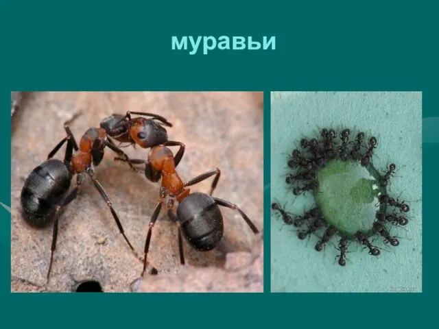 муравьи