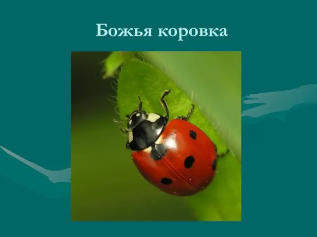 Божья коровка