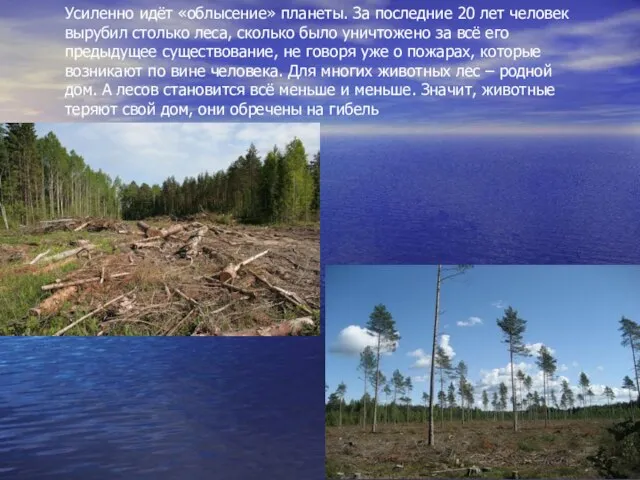Усиленно идёт «облысение» планеты. За последние 20 лет человек вырубил столько леса,