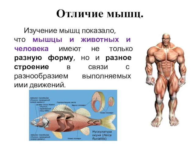 Отличие мышц. Изучение мышц показало, что мышцы и животных и человека имеют