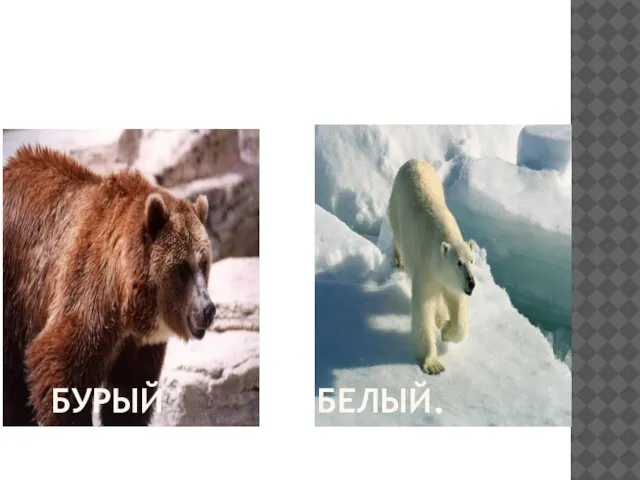 БУРЫЙ БЕЛЫЙ.