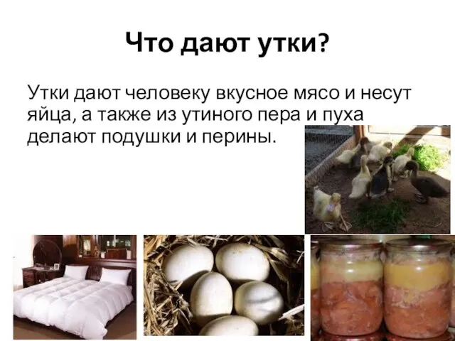 Что дают утки? Утки дают человеку вкусное мясо и несут яйца, а