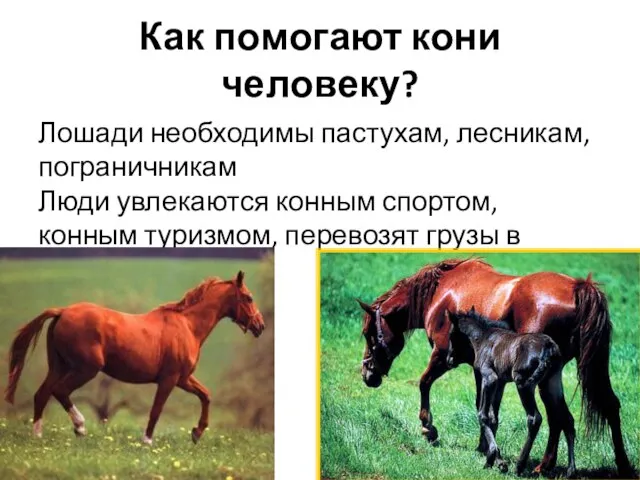 Как помогают кони человеку? Лошади необходимы пастухам, лесникам, пограничникам Люди увлекаются конным