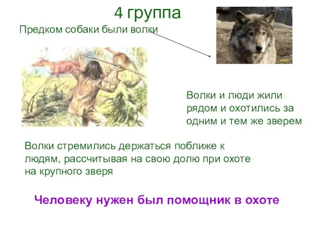 Предком собаки были волки Волки и люди жили рядом и охотились за