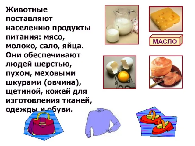 Животные поставляют населению продукты питания: мясо, молоко, сало, яйца. Они обеспечивают людей