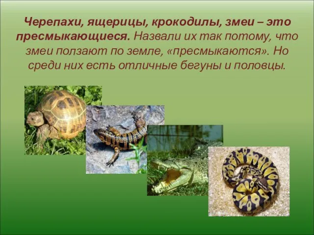 Черепахи, ящерицы, крокодилы, змеи – это пресмыкающиеся. Назвали их так потому, что