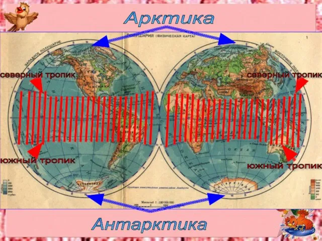 Антарктика Арктика северный тропик северный тропик южный тропик южный тропик