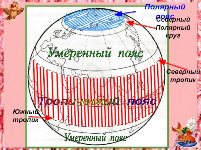 Полярный пояс Северный Полярный круг Северный тропик Южный тропик Тропический пояс Умеренный пояс Умеренный пояс