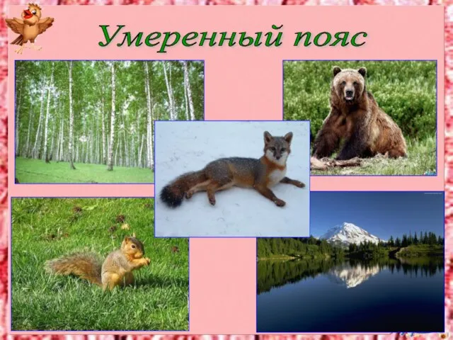 Умеренный пояс