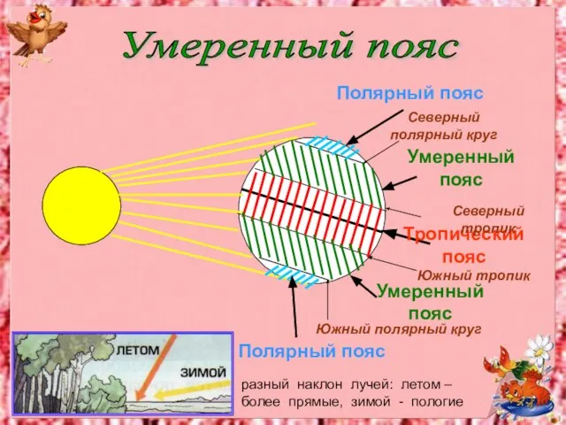 Полярный пояс Полярный пояс Южный полярный круг Северный полярный круг Тропический пояс