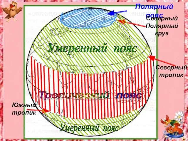 Полярный пояс Северный Полярный круг Северный тропик Южный тропик Тропический пояс Умеренный пояс Умеренный пояс