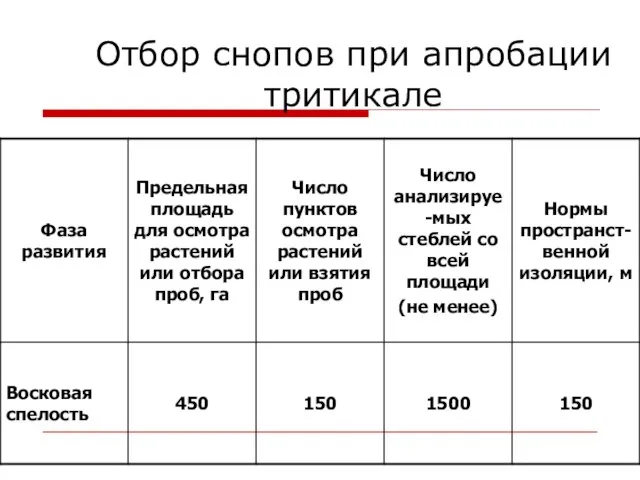 Отбор снопов при апробации тритикале