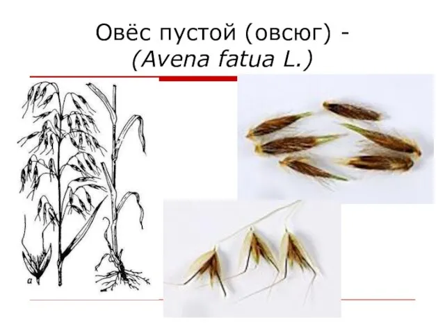 Овёс пустой (овсюг) - (Avena fatua L.)