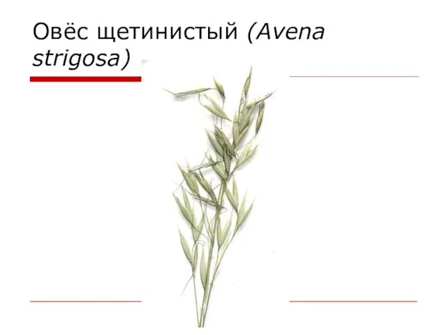 Овёс щетинистый (Avena strigosa)