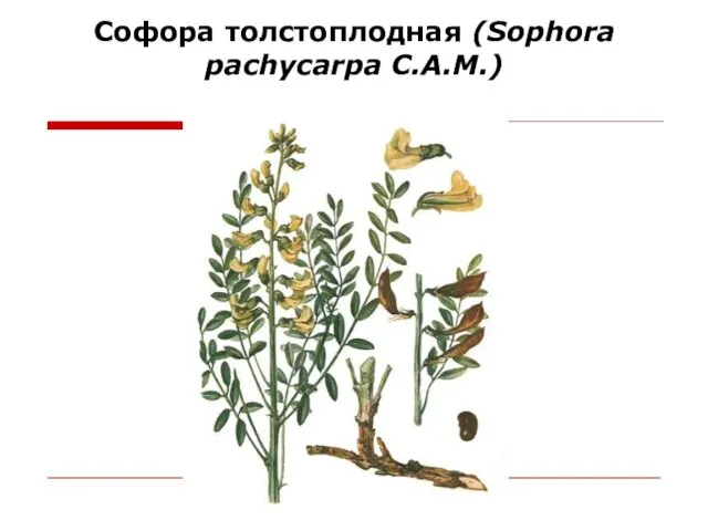 Софора толстоплодная (Sophora pachycarpa C.A.M.)