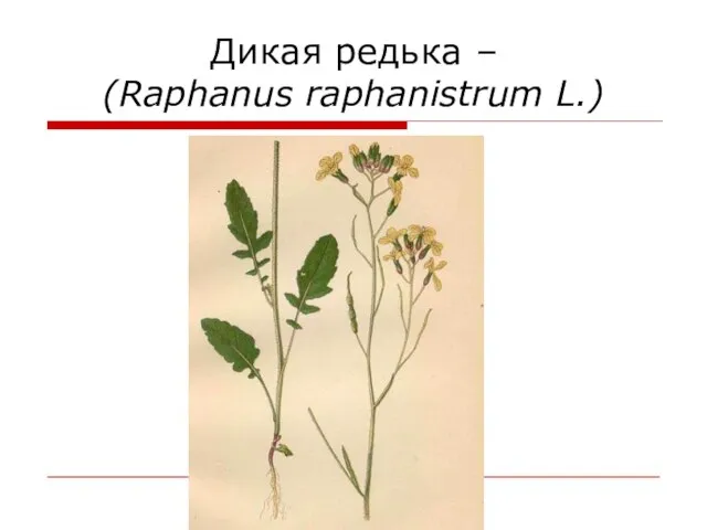 Дикая редька – (Raphanus raphanistrum L.)