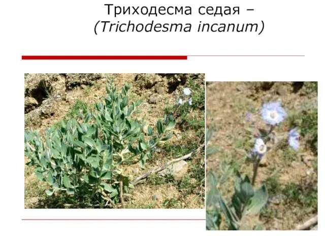 Триходесма седая – (Trichodesma incanum)