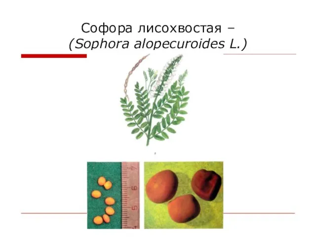 Софора лисохвостая – (Sophora alopecuroides L.)