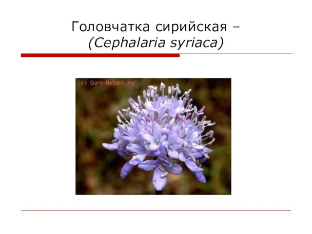 Головчатка сирийская – (Cephalaria syriaca)