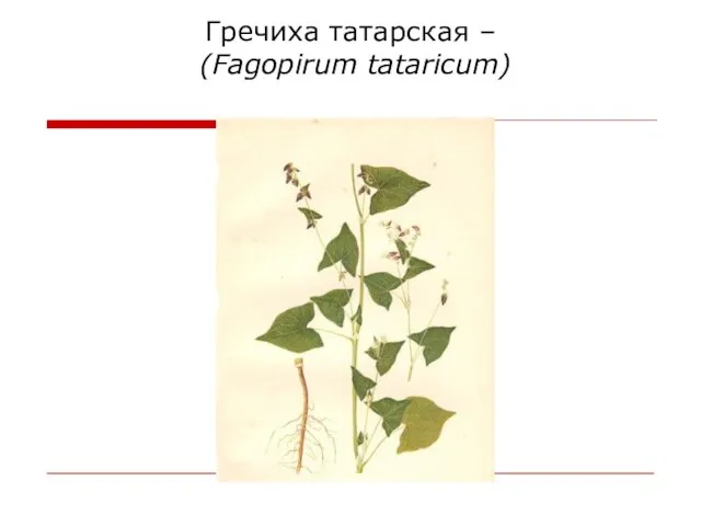 Гречиха татарская – (Fagopirum tataricum)