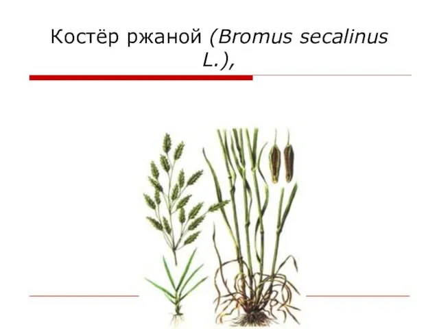 Костёр ржаной (Bromus secalinus L.),