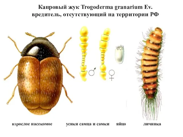 Капровый жук Trogoderma granarium Ev. вредитель, отсутствующий на территории РФ взрослое насекомое