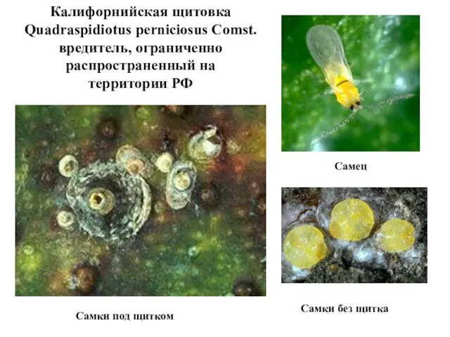 Калифорнийская щитовка Quadraspidiotus perniciosus Comst. вредитель, ограниченно распространенный на территории РФ Самец