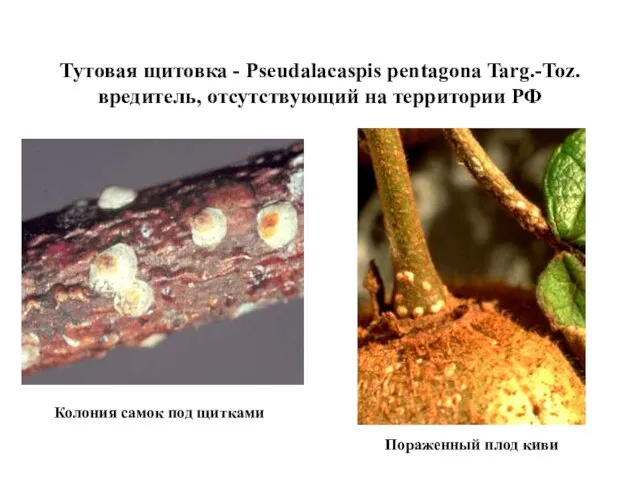 Тутовая щитовка - Pseudalacaspis pentagona Targ.-Toz. вредитель, отсутствующий на территории РФ Колония