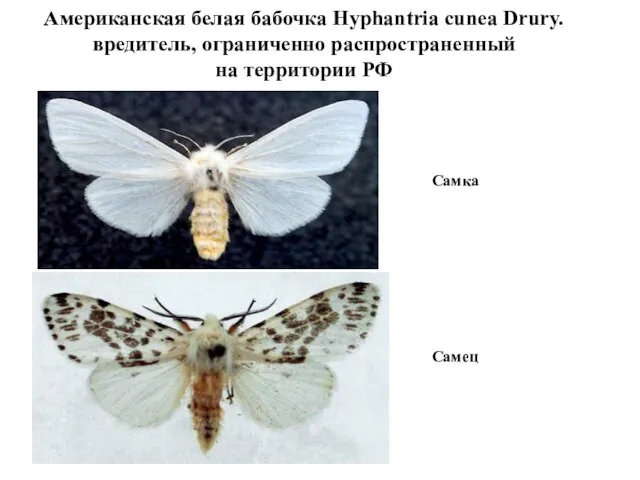 Американская белая бабочка Hyphantria cunea Drury. вредитель, ограниченно распространенный на территории РФ Самка Самец