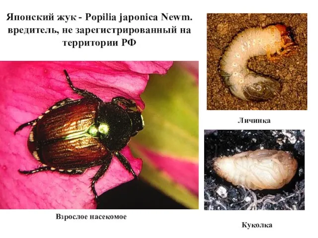 Японский жук - Popilia japonica Newm. вредитель, не зарегистрированный на территории РФ Личинка Куколка Взрослое насекомое