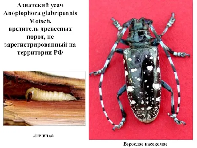 Личинка Азиатский усач Anoplophora glabripennis Motsch. вредитель древесных пород, не зарегистрированный на территории РФ Взрослое насекомое