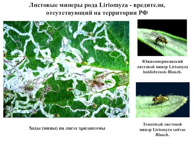 Листовые минеры рода Liriomyza - вредители, отсутствующий на территории РФ Томатный листовой