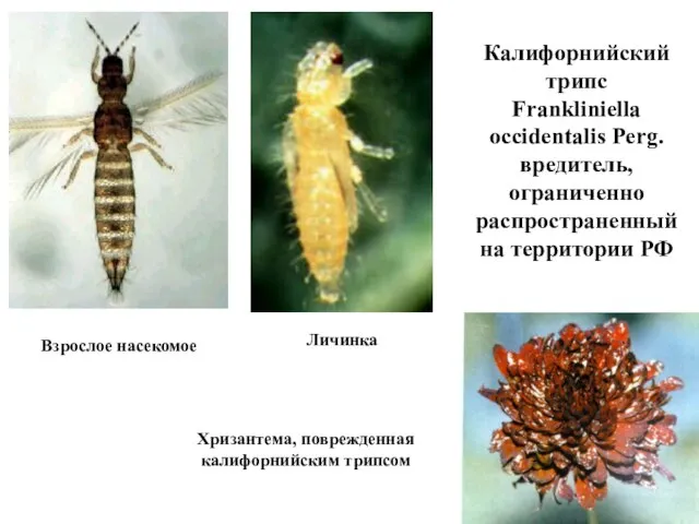 Калифорнийский трипс Frankliniella occidentalis Perg. вредитель, ограниченно распространенный на территории РФ Взрослое