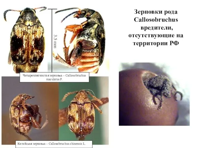 Зерновки рода Callosobruchus вредители, отсутствующие на территории РФ Четырехпятнистая зерновка – Callosobruchus