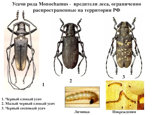 Усачи рода Monochamus - вредители леса, ограниченно распространенные на территории РФ 1.