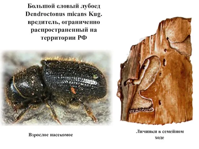 Большой еловый лубоед Dendroctonus micans Kug. вредитель, ограниченно распространенный на территории РФ