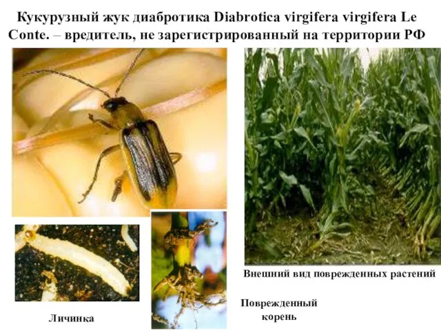 Кукурузный жук диабротика Diabrotica virgifera virgifera Le Conte. – вредитель, не зарегистрированный