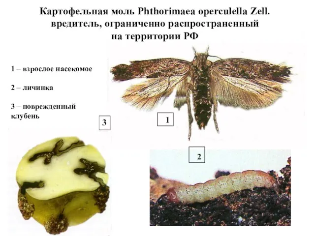 Картофельная моль Phthorimaea operculella Zell. вредитель, ограниченно распространенный на территории РФ 1