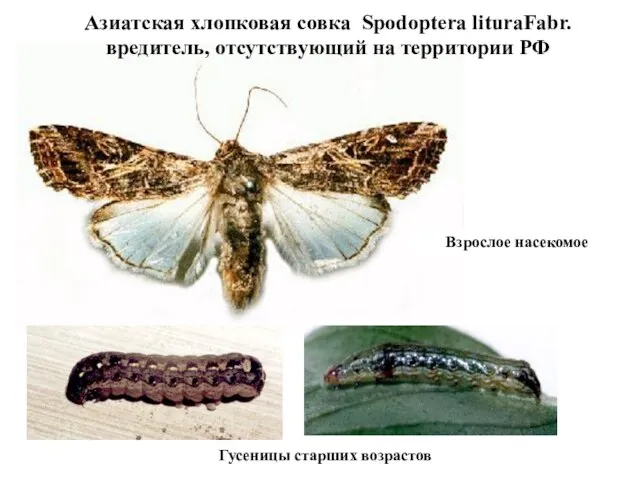 Азиатская хлопковая совка Spodoptera lituraFabr. вредитель, отсутствующий на территории РФ Взрослое насекомое Гусеницы старших возрастов