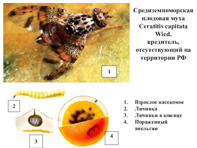 Средиземноморская плодовая муха Ceratitis capitata Wied. вредитель, отсутствующий на территории РФ 1