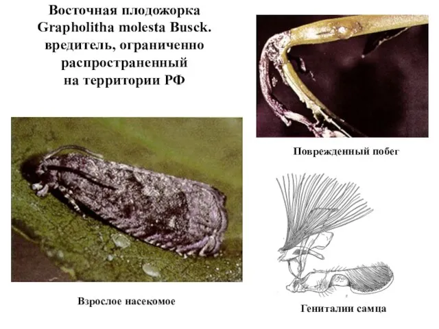 Восточная плодожорка Grapholitha molesta Busck. вредитель, ограниченно распространенный на территории РФ Взрослое