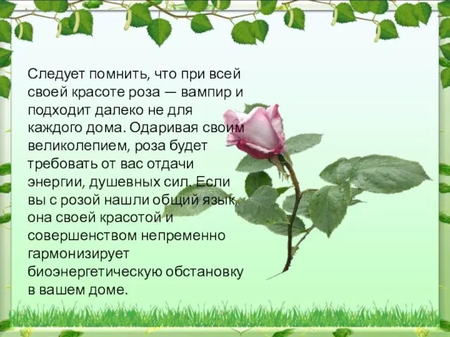 Следует помнить, что при всей своей красоте роза — вампир и подходит