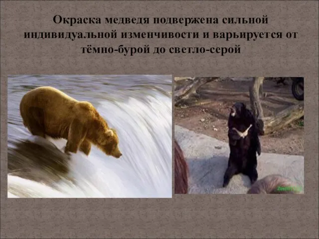 Окраска медведя подвержена сильной индивидуальной изменчивости и варьируется от тёмно-бурой до светло-серой