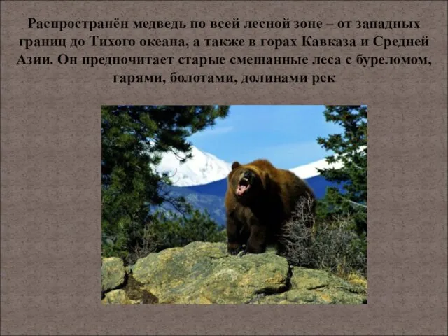Распространён медведь по всей лесной зоне – от западных границ до Тихого