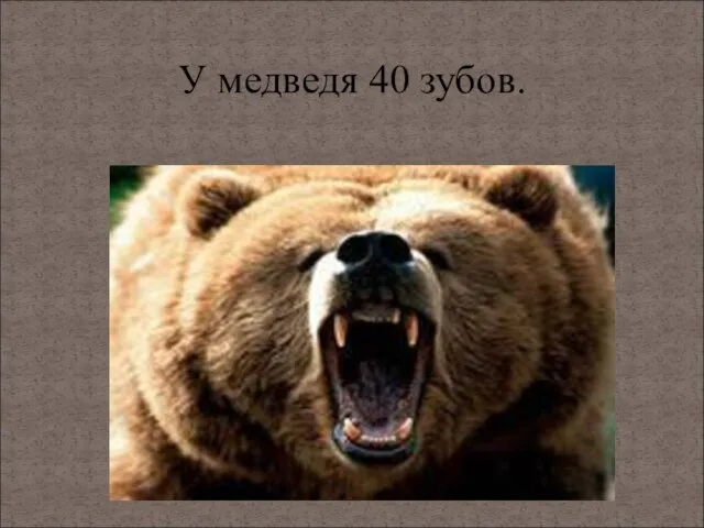 У медведя 40 зубов.